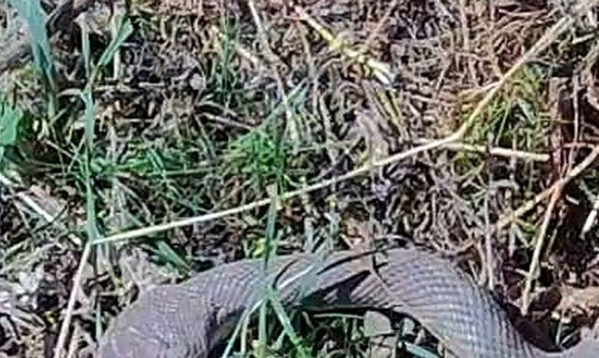 Hakkari'de tarlada kocabaş yılanı ile karşılaşan çiftçi, doğa bilincini ön plana çıkardı