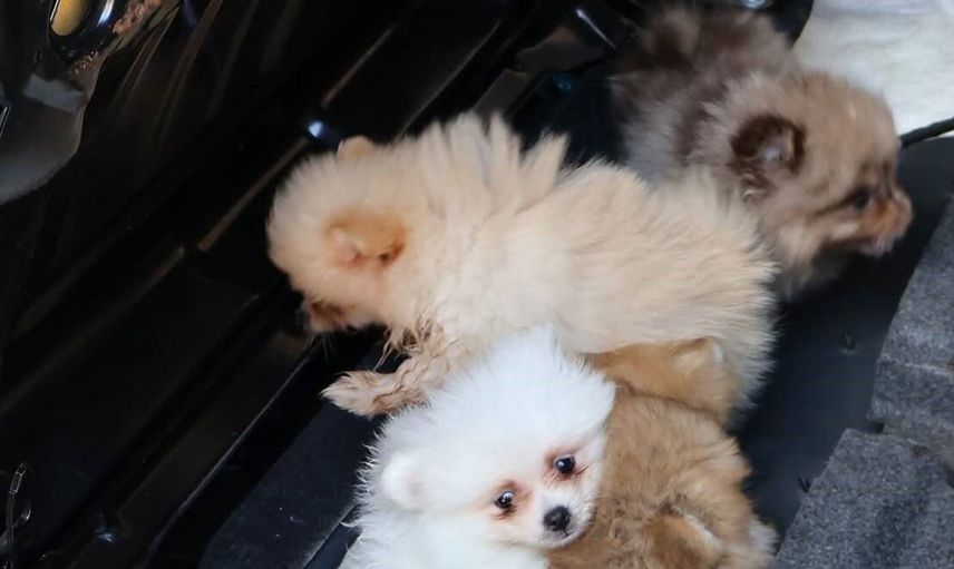 Kapıkule’de kaçak yollarla sokulmak istenen 5 yavru köpek ele geçirildi