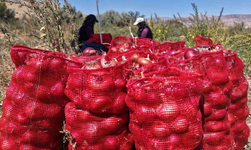 Kılıçlar soğanının hasadı başladı: Kadın işçilerin özverili çalışmaları devam ediyor