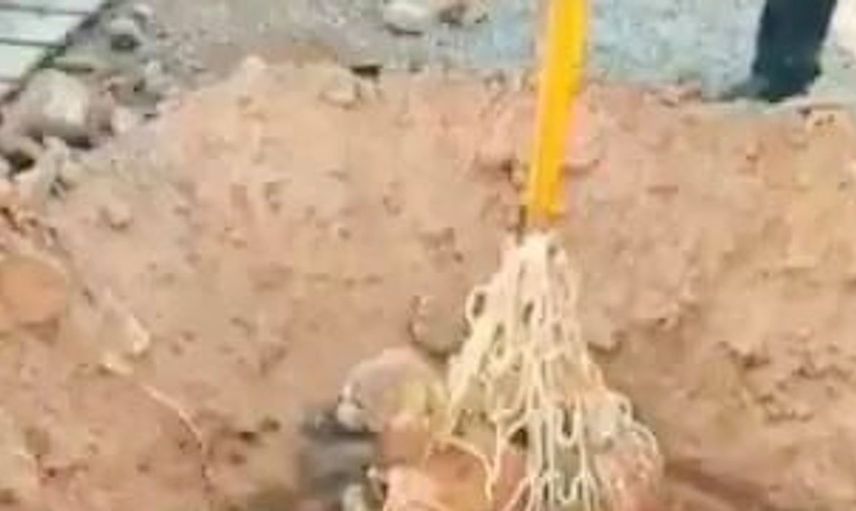 Bingöl'de 10 metrelik çukurdan kurtarılan köpek, tekrar doğaya döndü