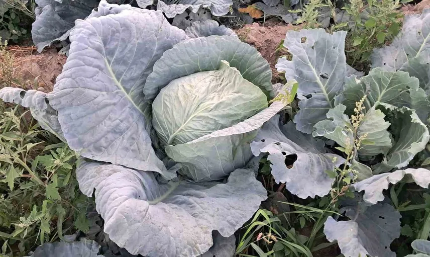 Söğütlü mahallesinde lahanada hasat dönemi başladı