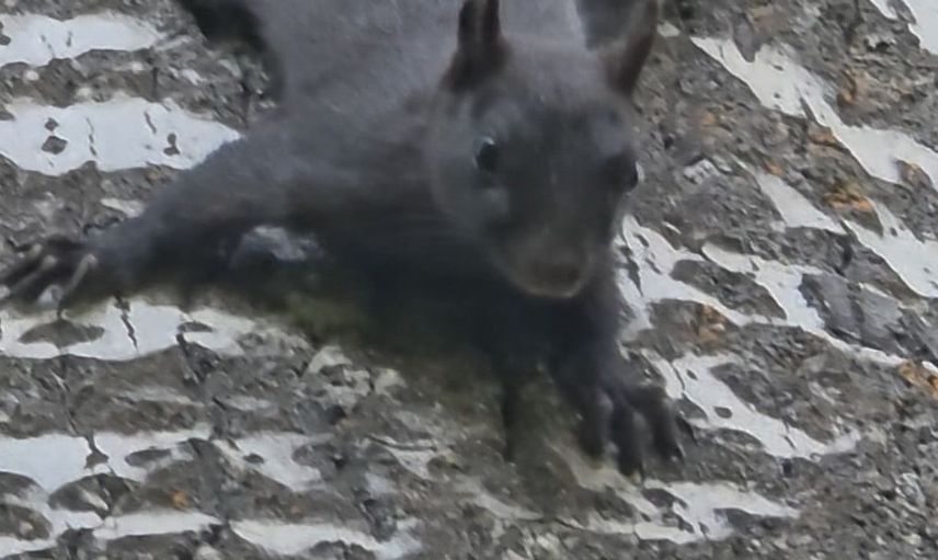 Tunceli'de nadir rastlanan melanistik sincap doğal yaşam alanında görüntülendi