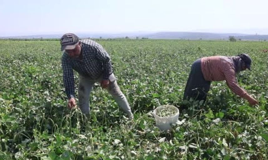 Hatay'da lübye hasadı başladı: İşte fiyatlar ve çiftçilerin durumu