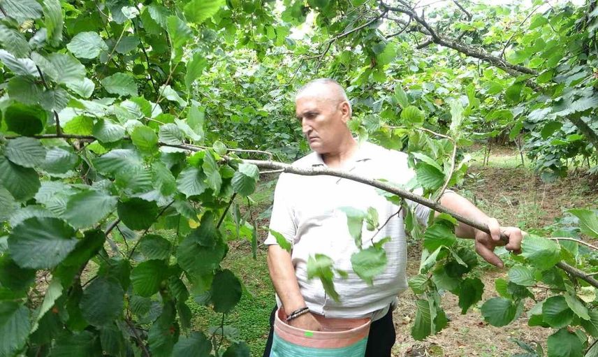 Giresun'da fındık hasadı başladı: Üreticiler, fiyat dalgalanmasından endişeli