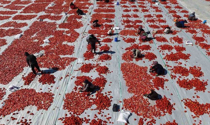 Elazığ'ın domatesleri global pazarda kendine yer buluyor