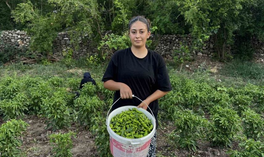 Çermik biberinde son hasat dönemi başladı: Gurbetçiler memleketlerine götürüyor