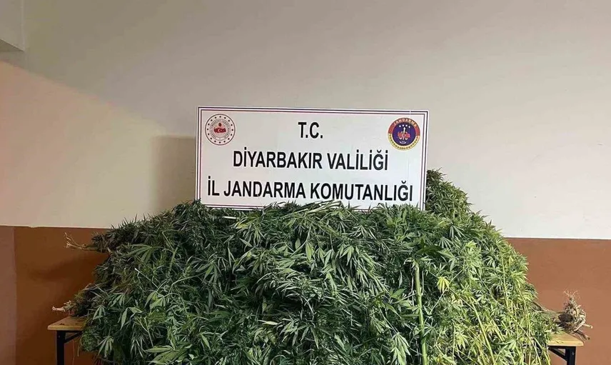 Diyarbakır'da dev uyuşturucu operasyonu: 57 bin kök kenevir ele geçirildi