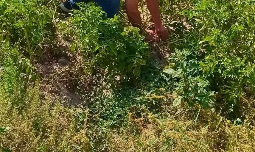 Afyonkarahisar'da tarımsal rekolte tahminleri için saha çalışmaları devam ediyor