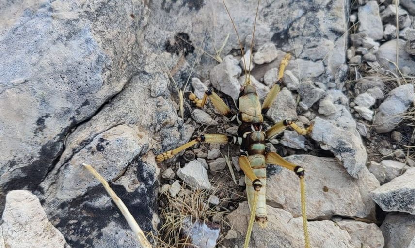 Adıyaman'da dev çekirge görüldü