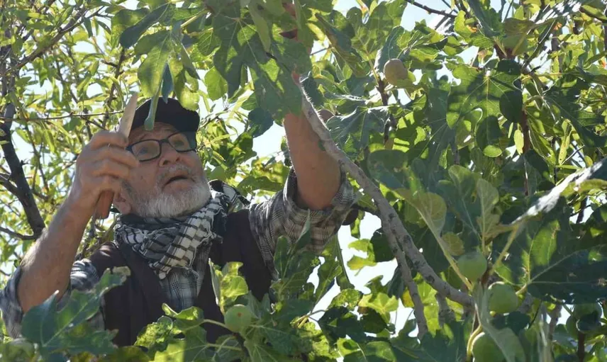 Manisa'nın Demirci ilçesinde incir hasadı başladı