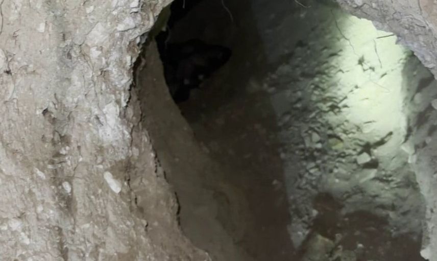 Porsuk yuvasında karşılaşılan kangal yavruları çobanları şaşırttı