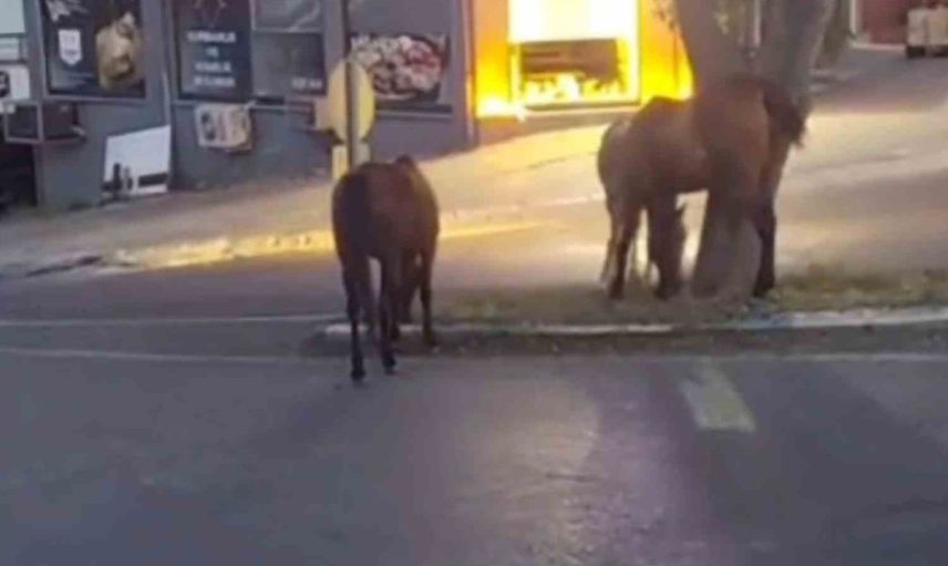 Süleymanpaşa'da başıboş atlar şehir merkezinde otlanıyor