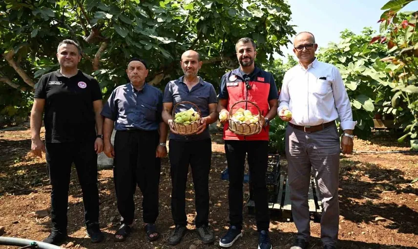 Kahramanmaraş'ta abbas inciri hasadı başladı, üreticilerle bir araya gelindi