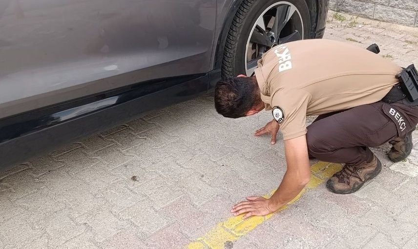 Beyşehir'de yavru kedi kurtarma operasyona döndü