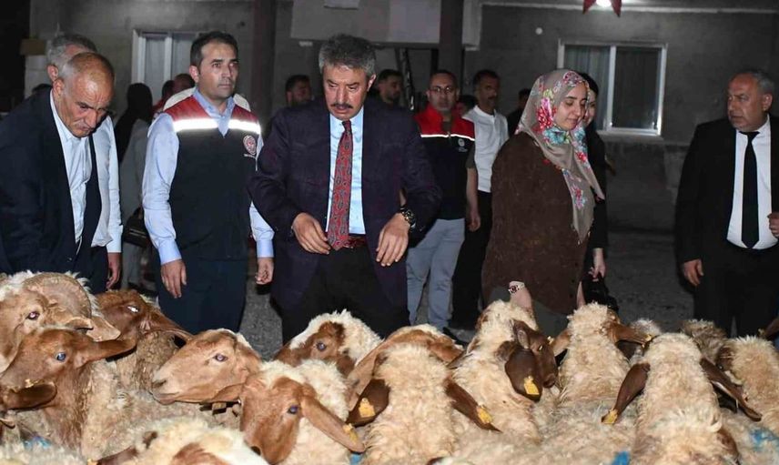 Cizreli kadın çiftçiye destek: 100 küçükbaş hayvan teslim edildi