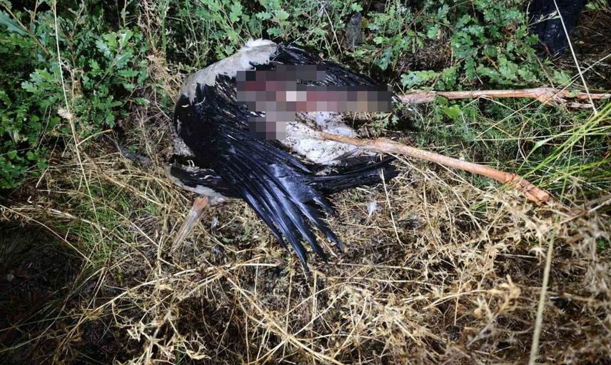 Bilecik'te kuş çarpması sonrası yangın hızlıca söndürüldü
