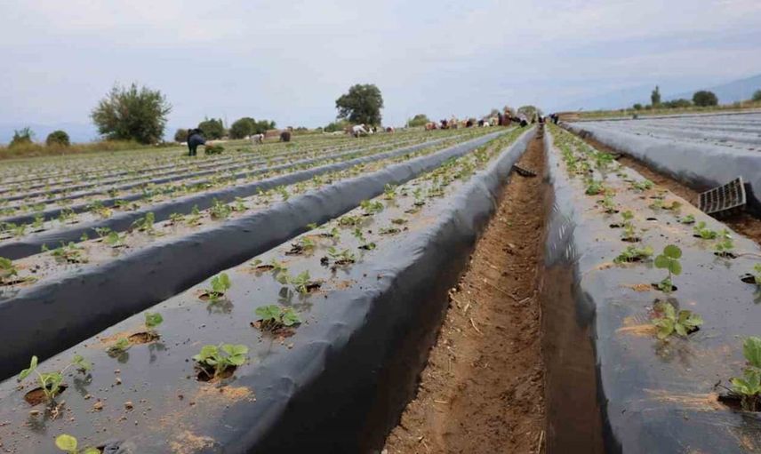 Aydın'da çilek sezonu başladı: Tarlalar yeni fidelerle doluyor