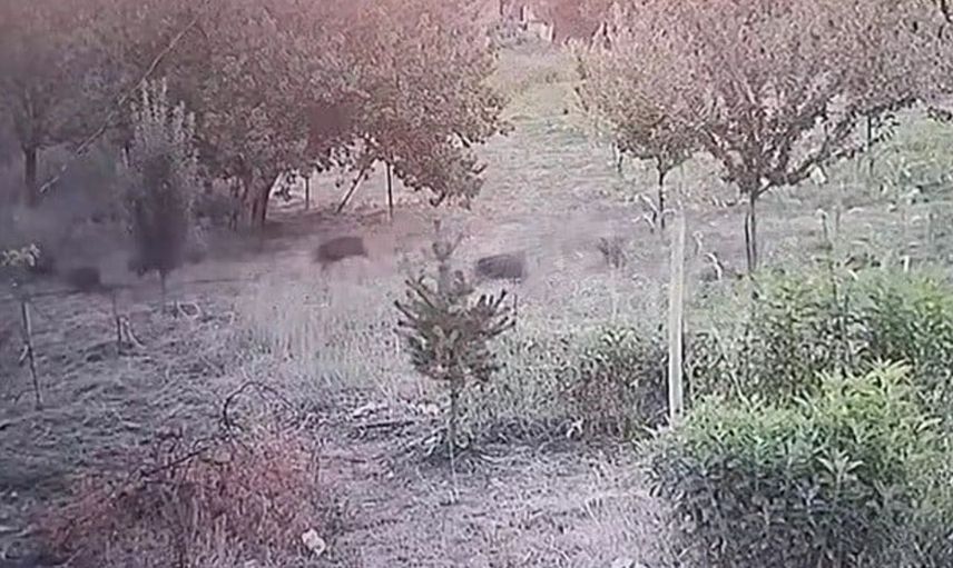 Malatya'da yerleşim alanına inen domuz sürüsü kayıtlara geçti