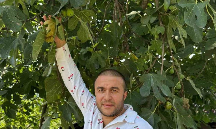 Giresun'un uzgara köyünde incir hasadı kış aylarında da devam ediyor