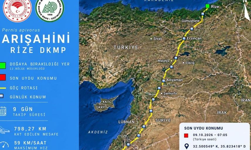 Rize'de doğaya salınan arı şahini, 9 günde Ürdün'e ulaştı
