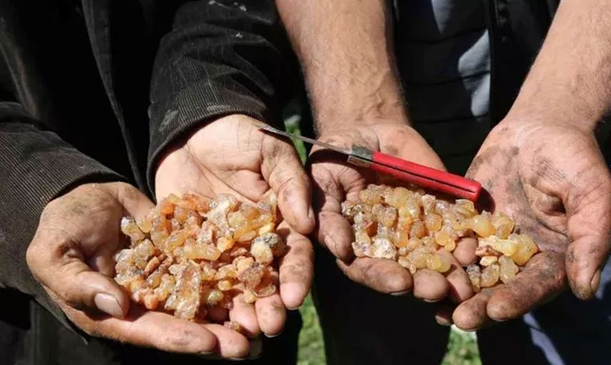 Çam sakızının kilosu bin lirayı geçti: Fiyatı adeta altınla kapışıyor!