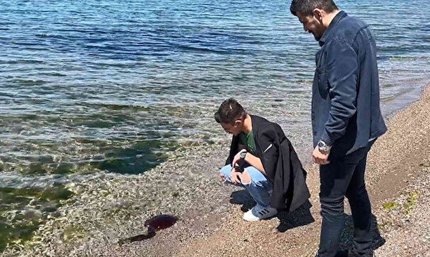 Çanakkale Boğazı’ndan sonra şimdide İzmir Körfezi’nde görüldü: Vatandaşlar pusula denizanasının zehirli olmasından endişeleniyor