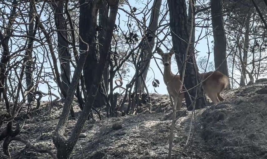 Çanakkale Gelibolu Yangınında Kaçan Karaca Görüntülendi