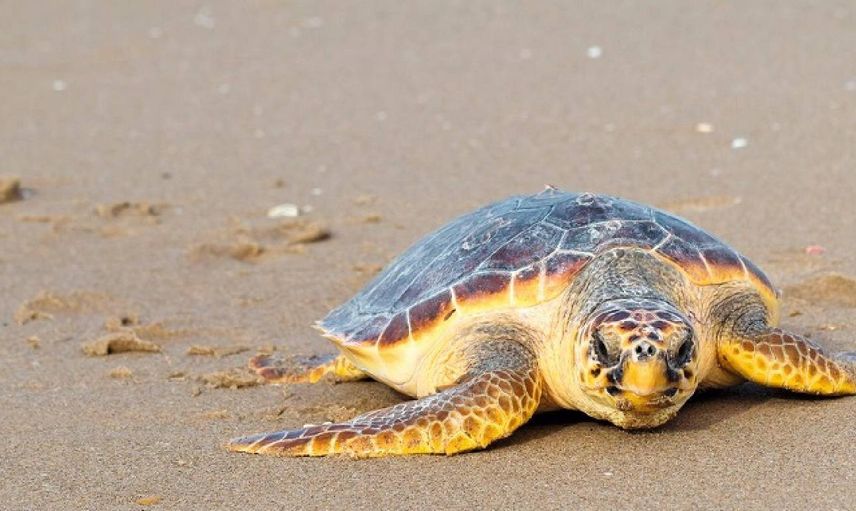 Caretta carettalara dikkat! İlk su kaplumbağası denizle buluştu