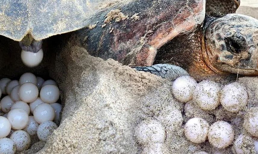 Caretta Carettalarla İlgili Endişelendiren Açıklama