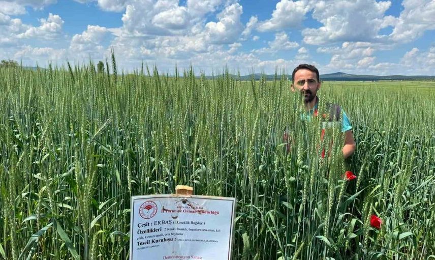 Çavdarhisar'da Tahıl Alanlarında Kontroller Devam Ediyor