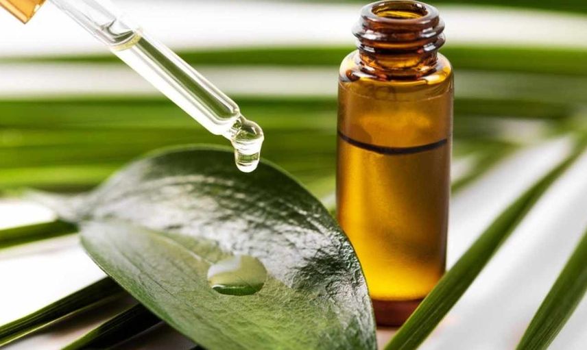 Çay ağacı yağı nedir? Çay ağacı yağı saça sürülür mü? Çay ağacı yağı bit için nasıl kullanılır, ne kadar süre kullanılır? Çay ağacı yağının saçta kullanımı ve faydaları