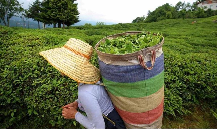 Çay üreticilerine müjde! 363,6 milyon lira destek ödemesi bugün yapılacak