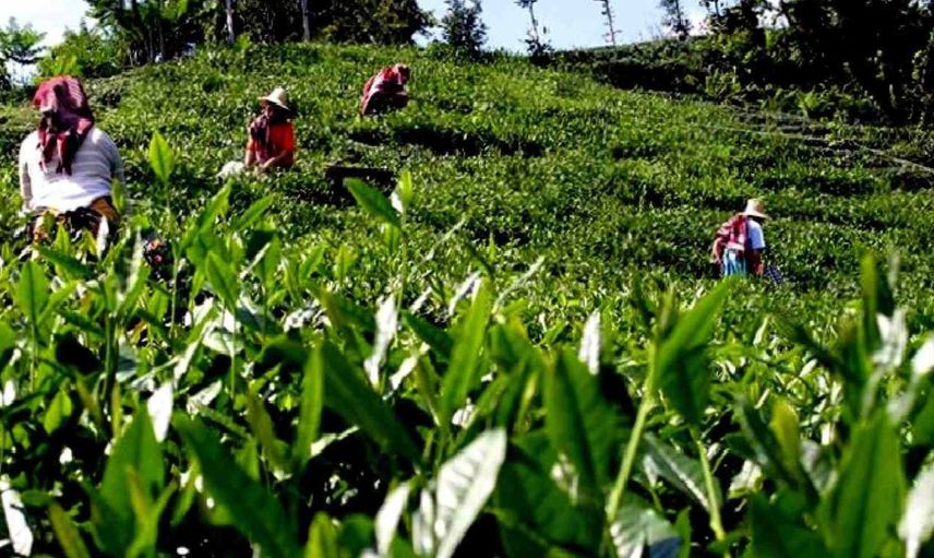 Çaya zam geldi mi? Çaykur, Filiz, Doğuş, Lipton, Ofçay zamlı çay fiyatları 17 Mayıs 2022 Salı