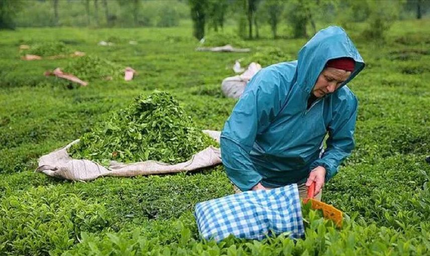 ÇAYKUR çay almaya başladı mı? Çay fiyatları kaç lira oldu? ÇAYKUR ikinci sürgünden almaya başladı mı?