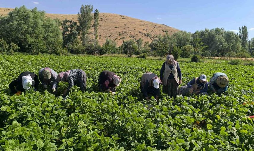 Şuhut’ta taze fasulye hasat maratonu başladı