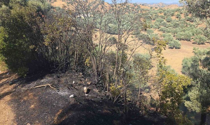 Nazilli'de zeytinlik yangını korkuttu: 2 dönüm alan zarar gördü