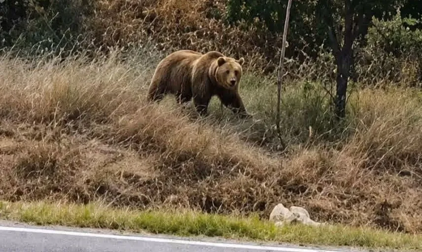 Subaşı beldesinde bozayı alarmı: Yerleşim alanına yakın görüldü