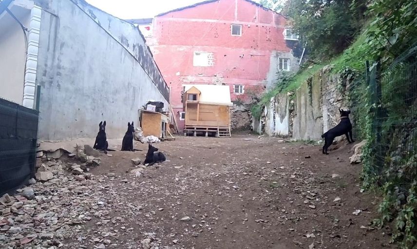 Bursa'da köpek çiftliği krizi: Mahalle sakinleri yetkililerden yardım bekliyor