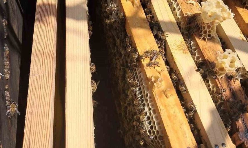 Köşk'te arılı kovan tespit çalışmaları sürüyor