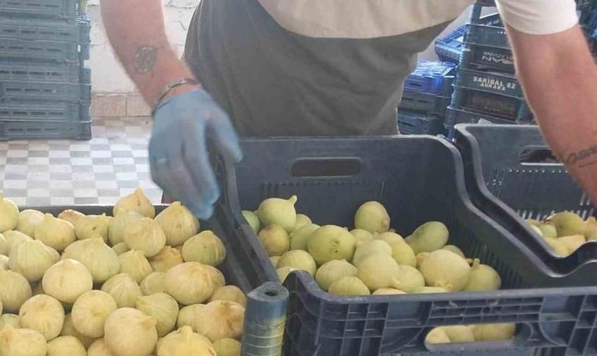 Mersin'de beyaz incir hasadında beklenmedik düşük rekolte: Üreticiler sıkıntıda