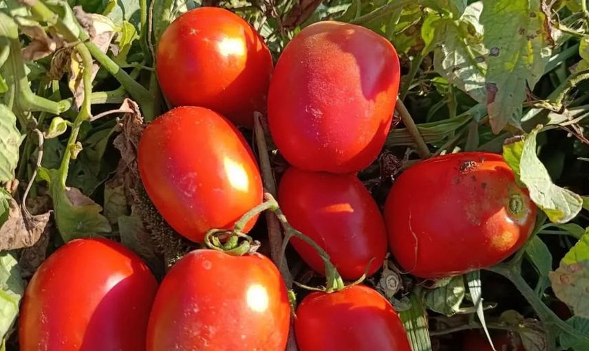 Aydın'da 12 bin 94 dekarda domates hasadı sürüyor