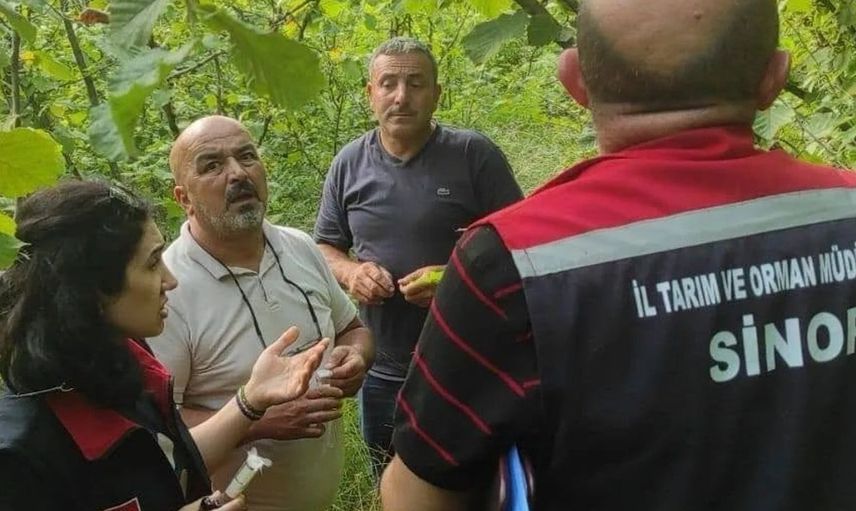 Sinop'ta kahverengi kokarcayla biyolojik mücadele başlatıldı