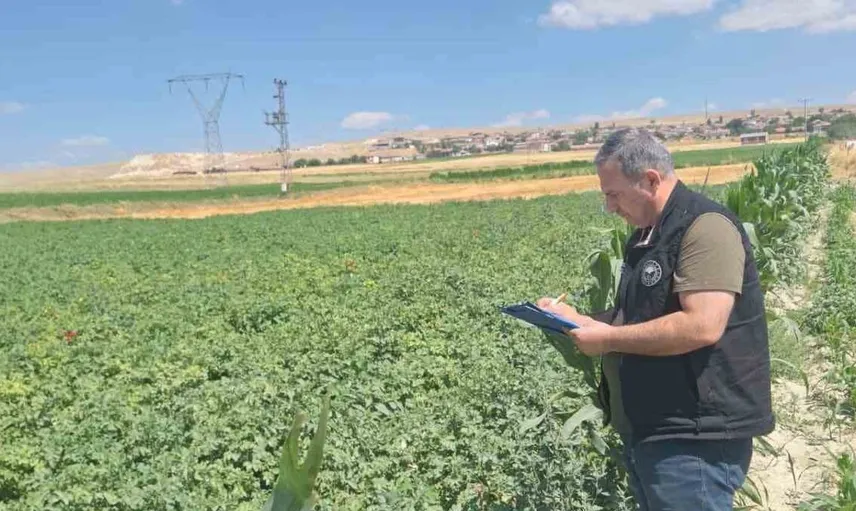 Şuhut'ta tarım denetimleri devam ediyor: Patates üretimi kontrol altında
