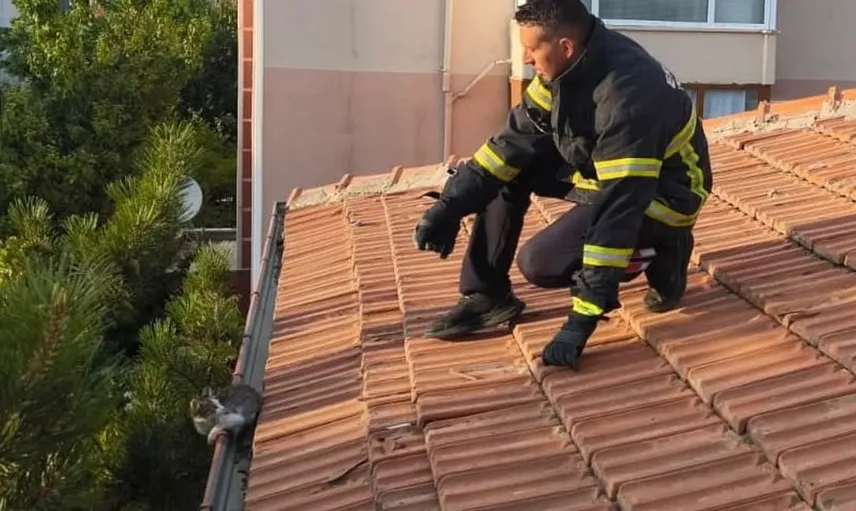 Erzincan’da itfaiye ekipleri apartman çatısındaki yavru kediyi kurtardı