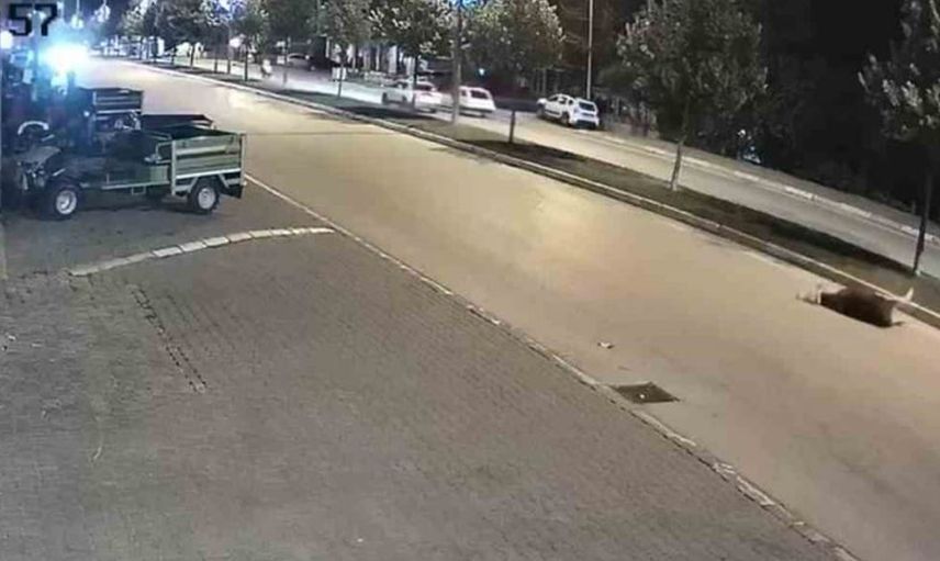 Düzce'de motosiklet büyükbaş hayvana çarptı