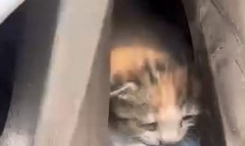Elazığ’da tekerle sıkışan 6 kedi itfaiye tarafından kurtarıldı