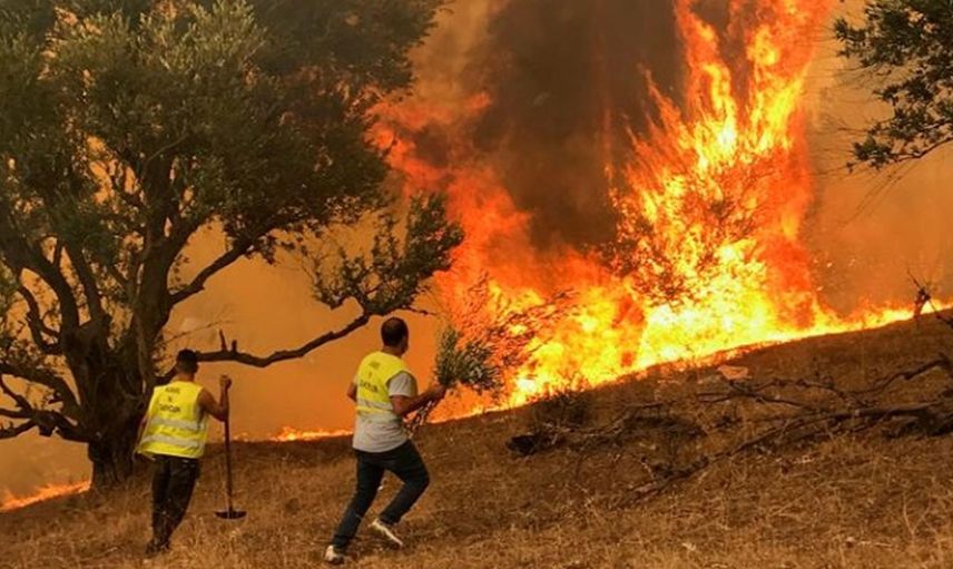 Cezayir orman yangınları ile boğuşuyor! Çok sayıda ölü var