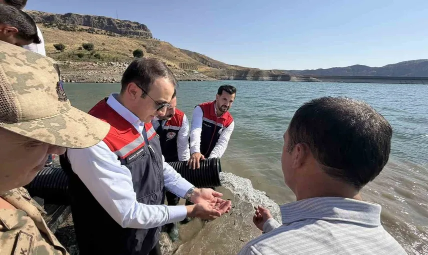 Şırnak'ta Ilısu Barajı'na 800 bin yavru şabut balığı bırakıldı