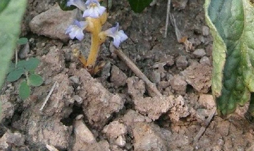Buharkent'te domates yetiştiricilerine canavar otu tehdidi uyarısı