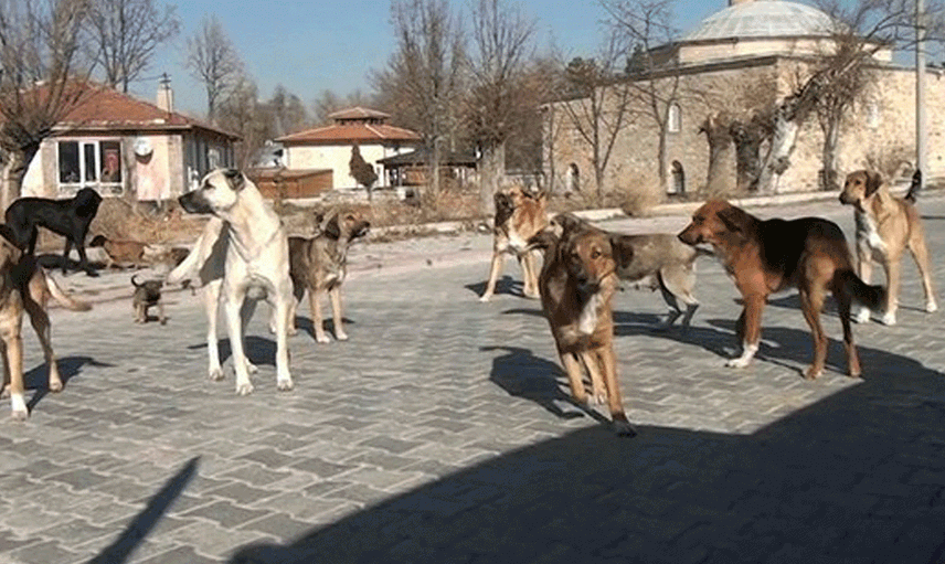 CHP'li Belediyeler Sokak Köpeklerinin Toplanmasına Karşı